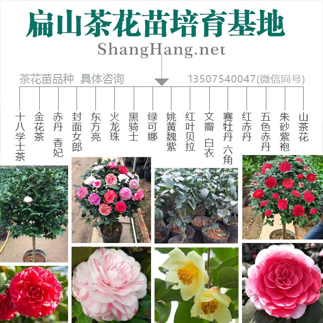 福建茶花苗培育(yù) 福建茶花苗培育