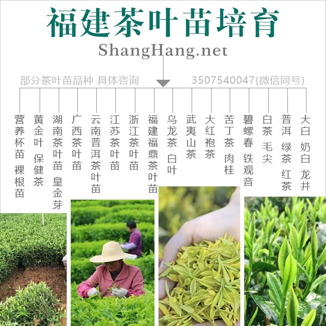 福建（jiàn）茶葉（yè）苗培育（yù）