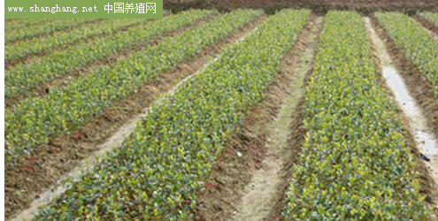 上杭茶油（yóu）批發