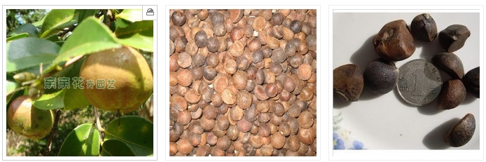 2013油茶一畝產多少斤茶油?