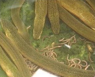 黃鱔養殖培訓中(zhōng)心