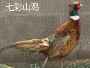 七彩山雞苗批發(fā)