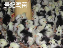 貴妃雞苗批(pī)發