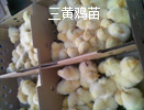 三黃雞苗批(pī)發