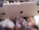 雲南土雜(zá)雞苗批發