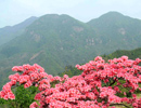貴妃雞養殖場遠景(jǐng)