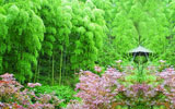 龍岩上杭貴妃雞養殖場-竹林美景