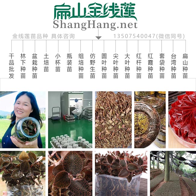 扁山金線（xiàn）蓮苗培育基地（dì）