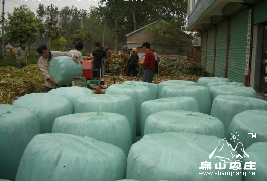 2014優質青儲麵包草大量虧(kuī)本(běn)供應