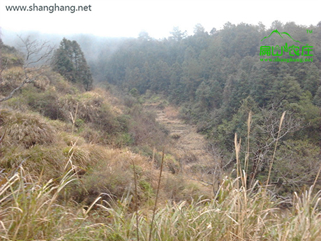 農村(cūn)土地都荒廢了 農村土地都荒廢了