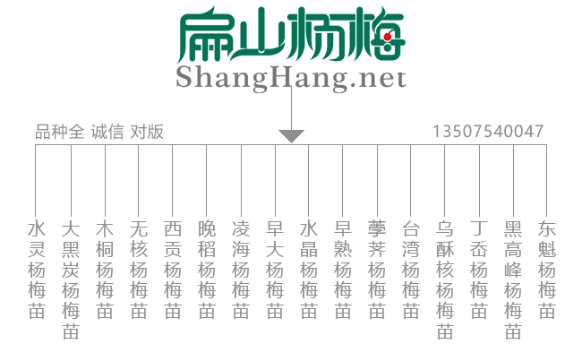 楊梅苗品種