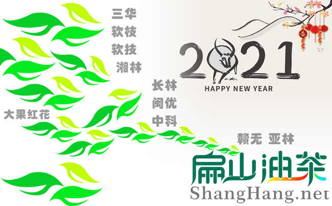 油茶苗品種有哪些比較好高（gāo）產新改良畝產量100多斤（jīn）-扁山（shān）油茶