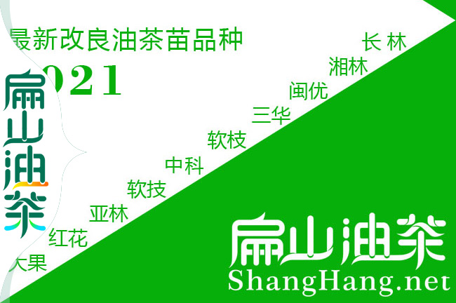 20年老茶籽樹（shù）地徑5 8 10 15 20 30公分紅花大果油茶樹批發-扁山油（yóu）茶