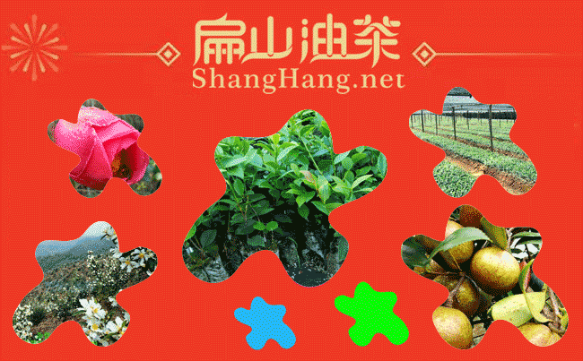 廣（guǎng）西大紅花油茶種植