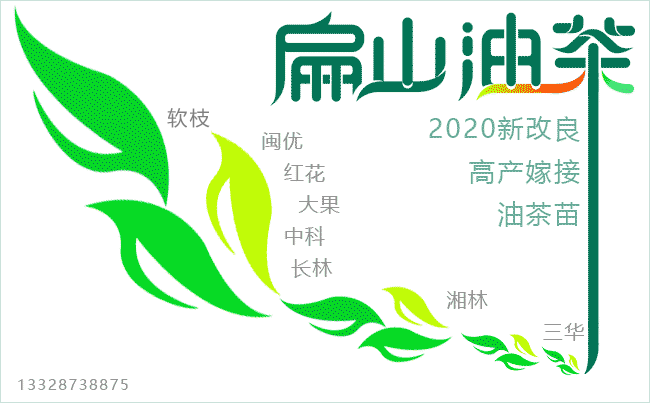 大果油茶種植基地