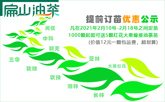 廣西（xī）油茶苗批發