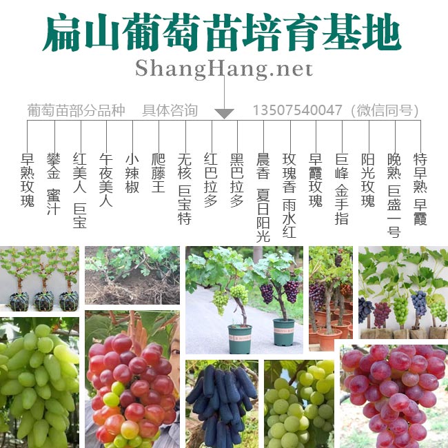 龍岩葡萄種植(zhí)