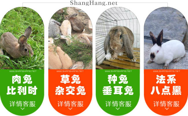 中國大（dà）的種兔繁殖基地