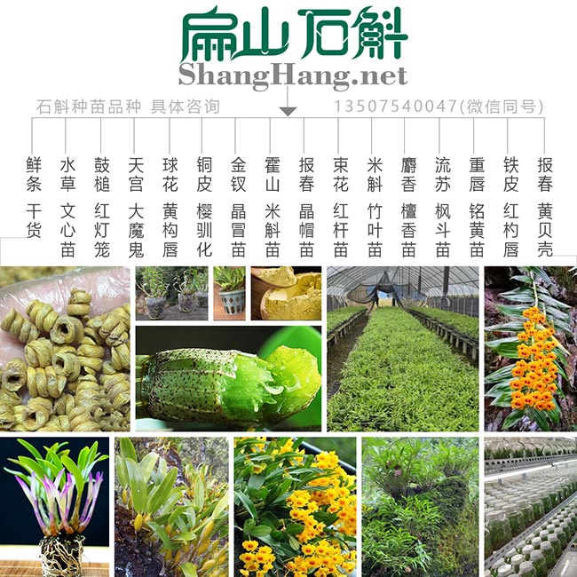 扁山鐵皮石斛（hú）品種