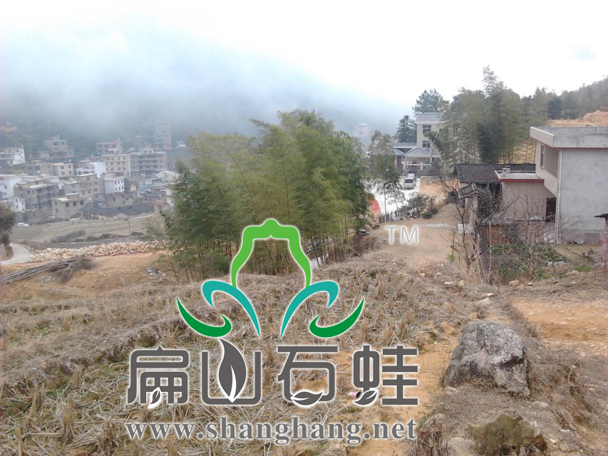 養殖(zhí)石蛙技術難(nán)在石蛙(wā)場地? 養殖石蛙技術難在石蛙場地?