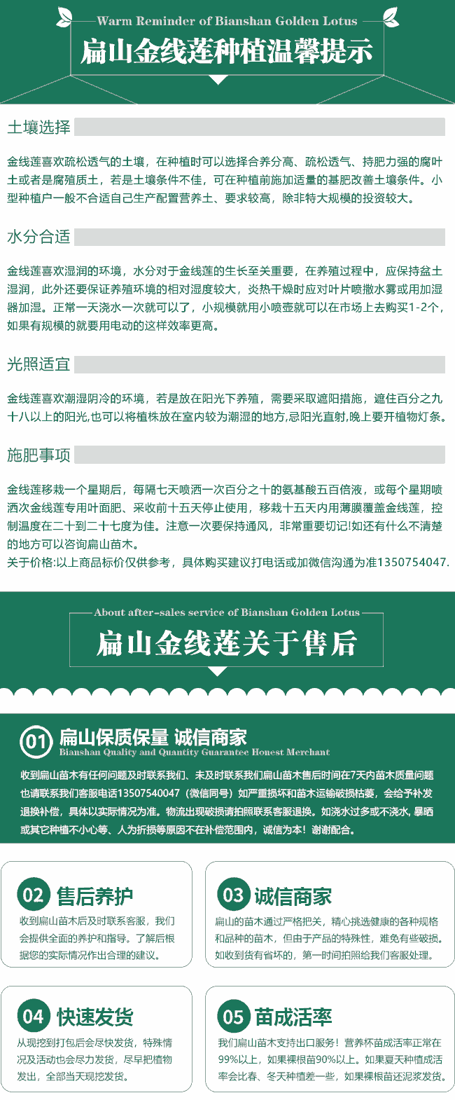 扁山（shān）金線蓮（lián）培育售後（hòu）