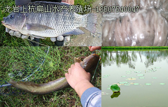 龍岩(yán)水產養殖技術(shù)