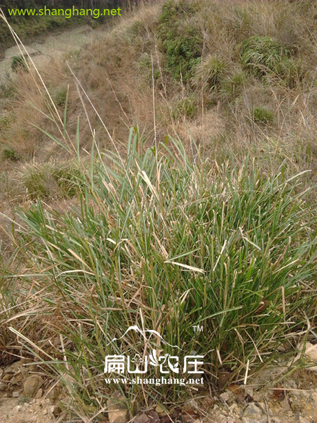 農村(cūn)如(rú)何更(gèng)好利用荒(huāng)廢(fèi)土地 農(nóng)村如何更好利用荒廢土地