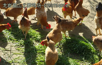 龍岩扁山土養(yǎng)雞(jī)場-13507540047