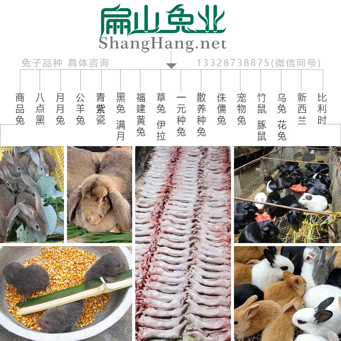 扁山兔子養（yǎng）殖基地