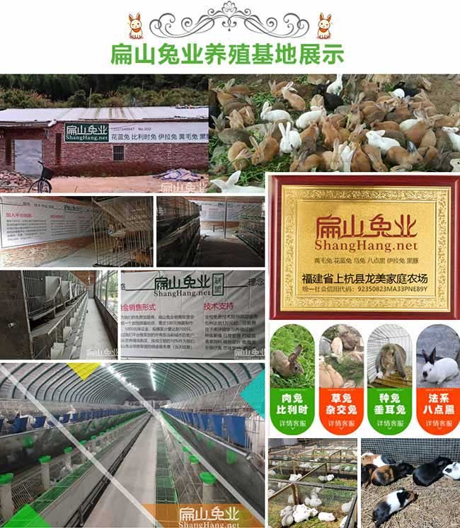 珠山野兔種苗