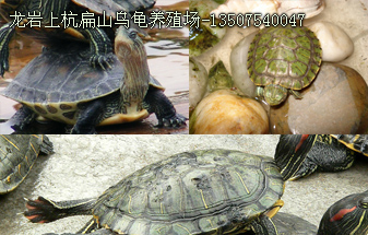 龍岩烏(wū)龜(guī)養殖基地