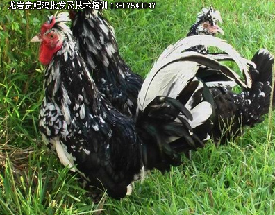 龍岩武平(píng)養雞(jī)技(jì)術培訓及各種雞批發