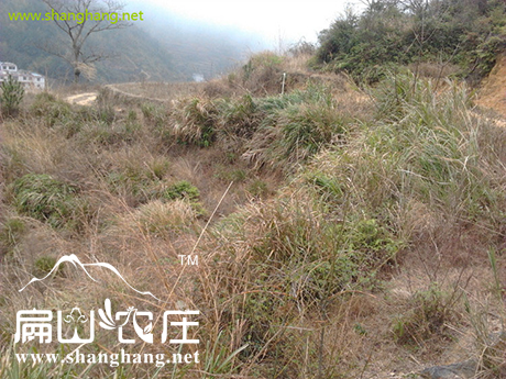 龍岩農村地土都荒廢了 龍岩農村地(dì)土(tǔ)都荒廢了