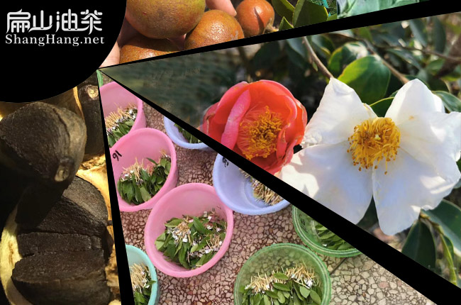 中國油茶苗培（péi）育（yù）