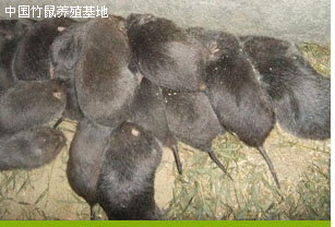 龍岩養豬及設備