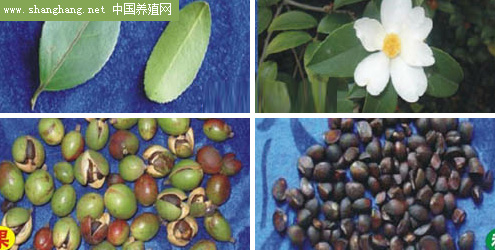 山茶（chá）油樹種植基地
