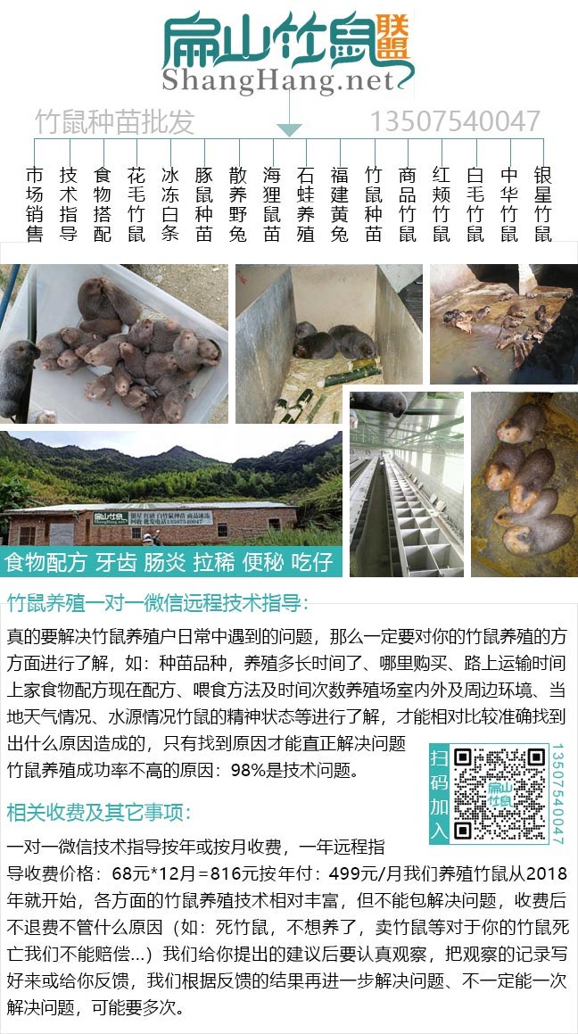 福建竹鼠養殖場