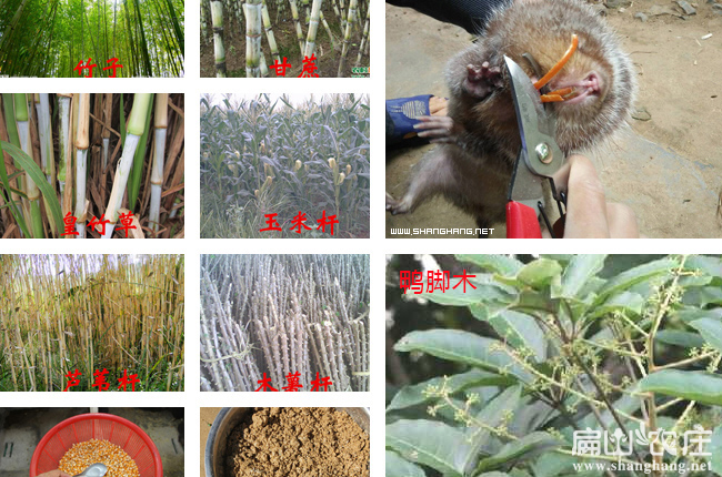 南寧竹（zhú）鼠養殖技（jì）術