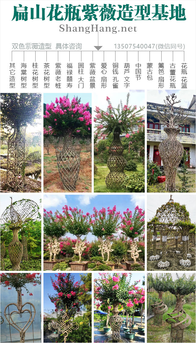 福建花(huā)瓶紫薇(wēi)造(zào)型 福建花瓶紫薇造型(xíng)